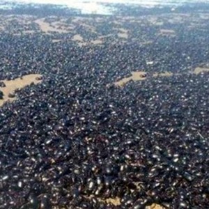 Swarm of Change